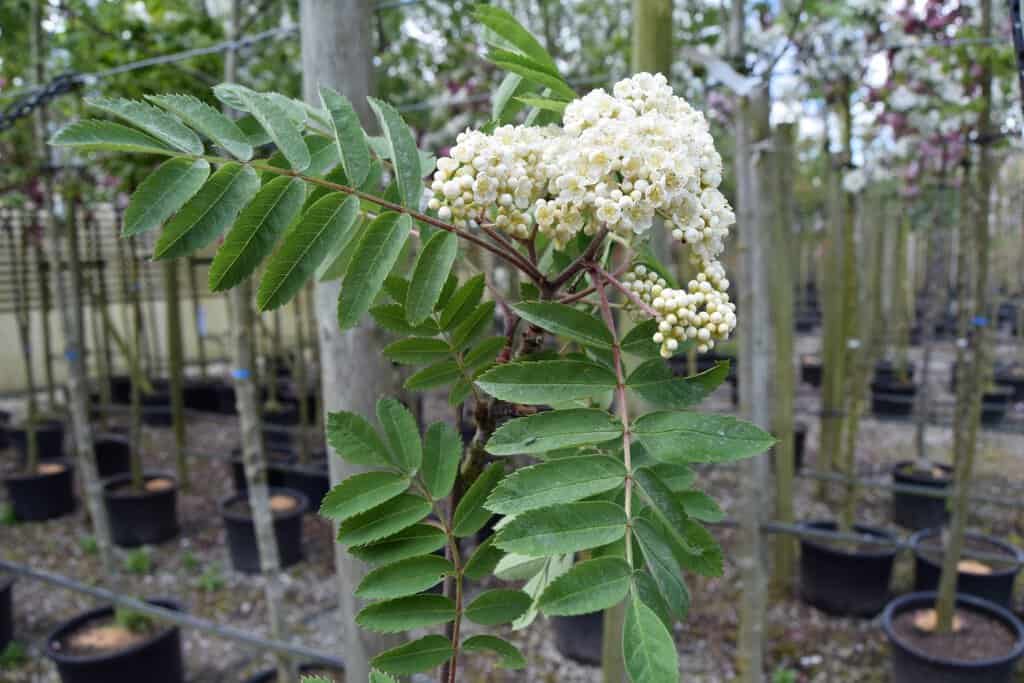 Sorbus aucuparia 250-300 cm